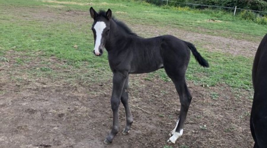 Jeune poulain noir au pré, né au Centre Équestre de Denicé.